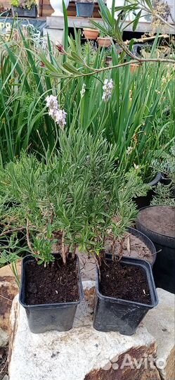 Лаванда розовая