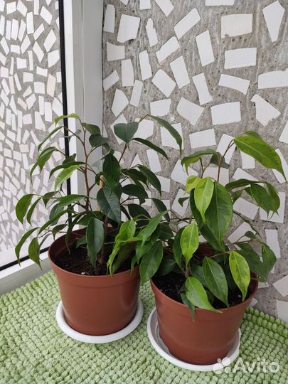 Фикус бенджамина пестролистный