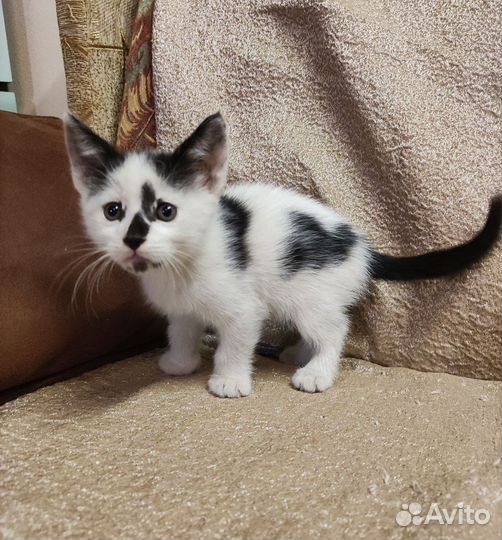 Котики бесплатно