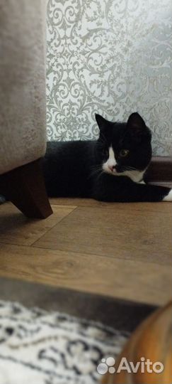 Кот подросток в добрые руки приучен к лотку