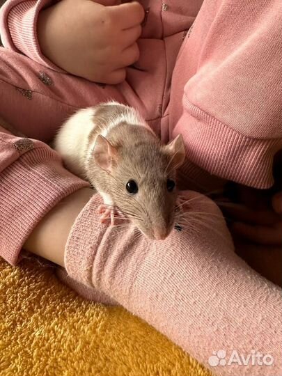 Декоративная крыса
