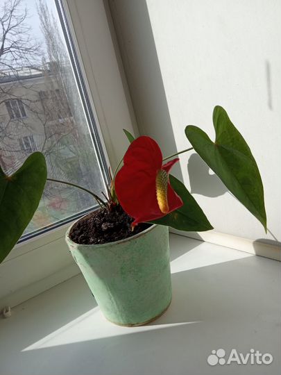 Антуриум.Цветок мужское счастье