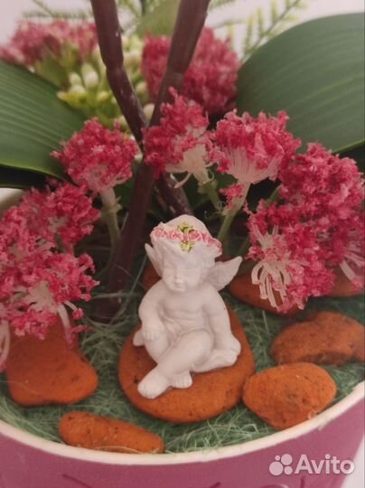 Декоративная орхидея персикового цвета