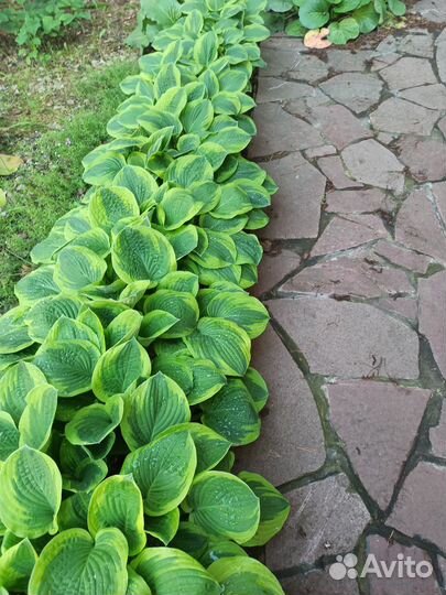 Продаю хосты ирисы лилейники гейхеры