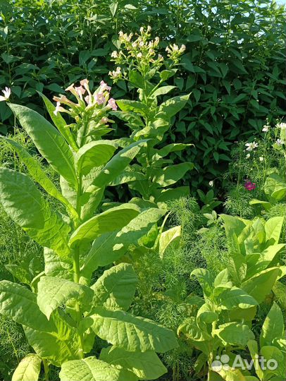 Семена табака