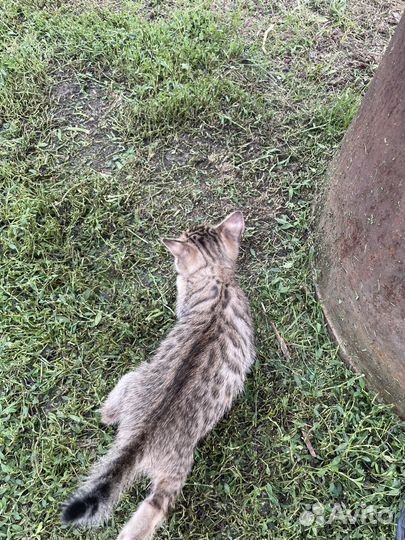 Бенгальская