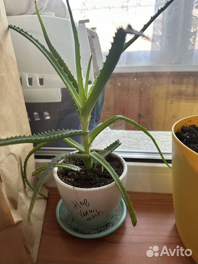 Отдам бесплатно комнатные цветы