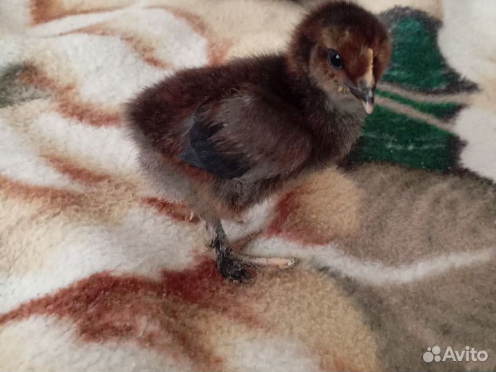 Цыпленок порода: Кохинхин,Брама