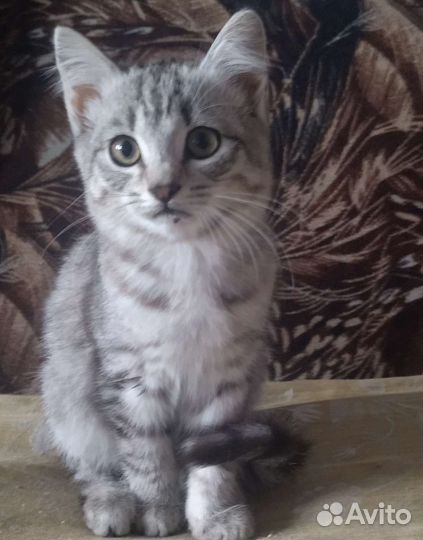 Отдам кошечку
