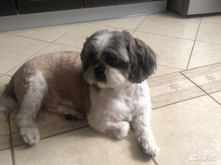 Ши-тцу вязка