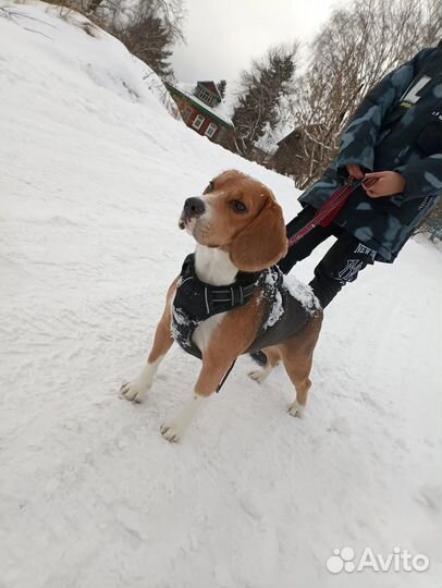 Собаки щенки бигль