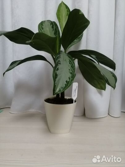 Аглаонема Сильвер бей