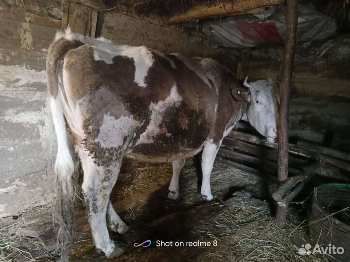 Корова,телка