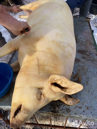 Свежая домашняя свинина сало 5+