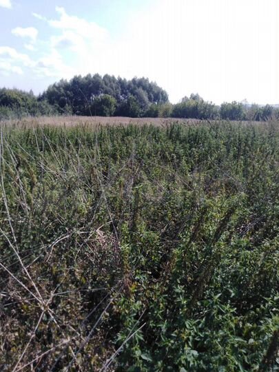 Участок 15 сот. (ИЖС)