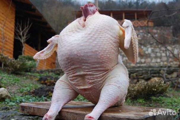 Мясо домашней индейки