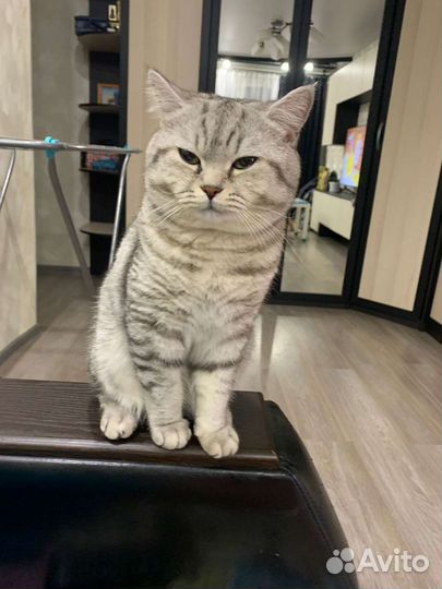 Британский кот для вязки