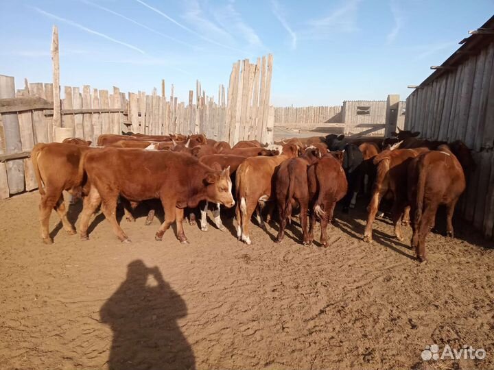 Телята бычки