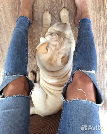 Фикус лирата 150 см высотой