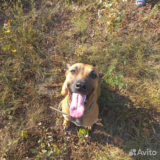 Щенки стаффорда