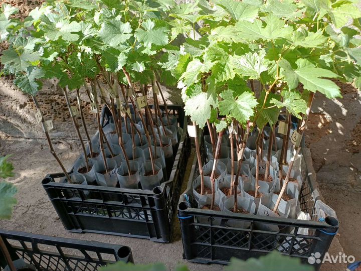 Саженцы винограда