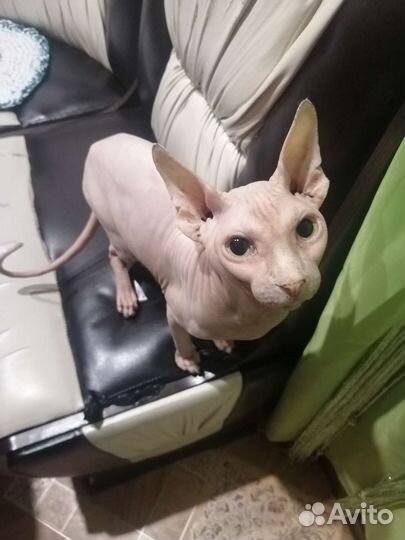 Кошки в добрые руки бесплатно