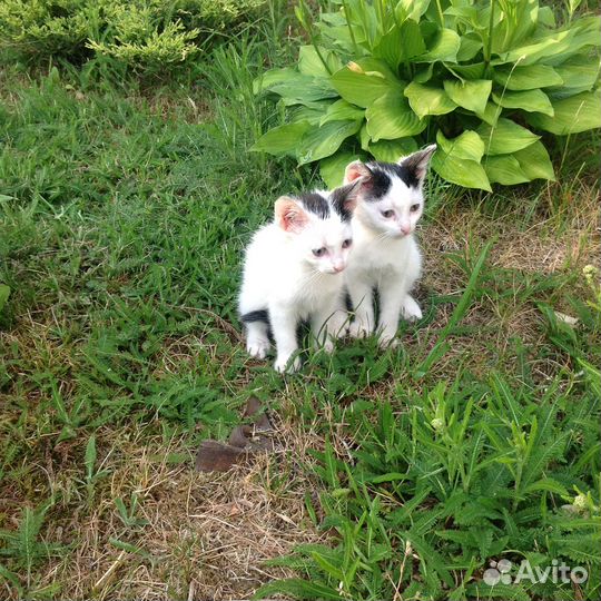 Милые котята в дар