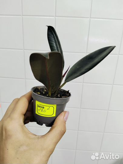 Фикус эластика