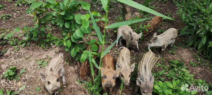 Поросята породы Мангал