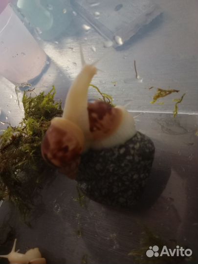 Улитки Ахатины альбиносы