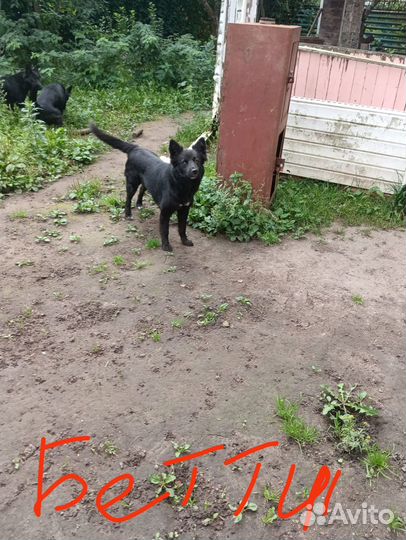 Собаки бесплатно в добрые руки