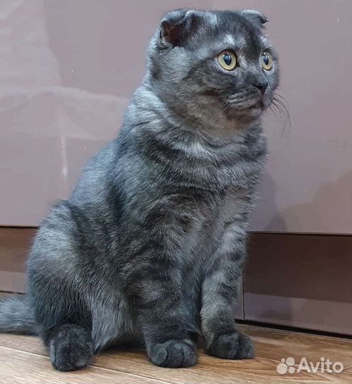 Шотландский вислоухий кот для вязки