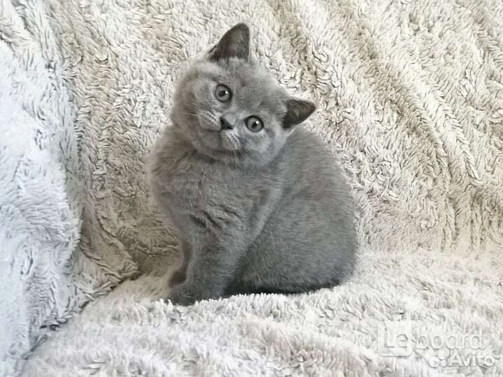 Британчики мурчалки