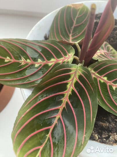 Маранта триколор