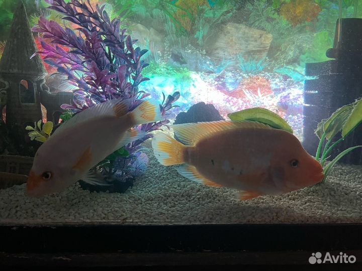 Аквариумные рыбки