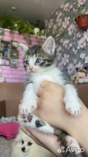 Котенок мальчик 1 месяц