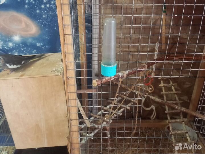 Корелла птенец