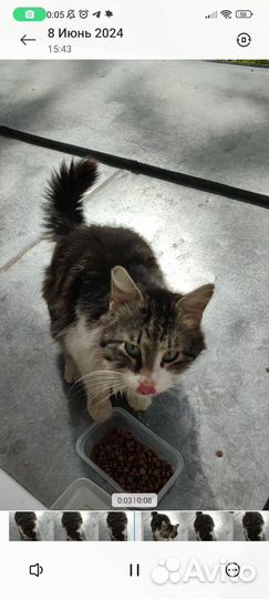 Молодой котик в добрые руки