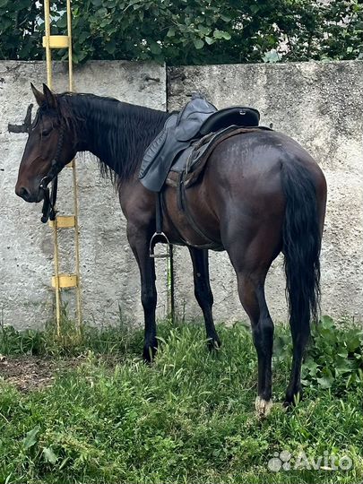 Мерин линии Лакмуса