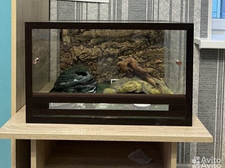 Эублефар+террариум