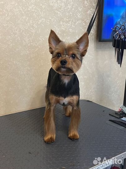 Стрижка собак грумер