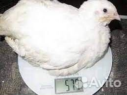 Николаевские перепела, Белый гигант, яйца,перепела