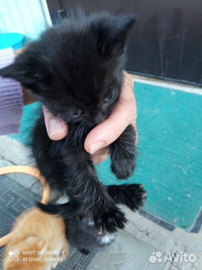 Котята в добрые руки бесплатно