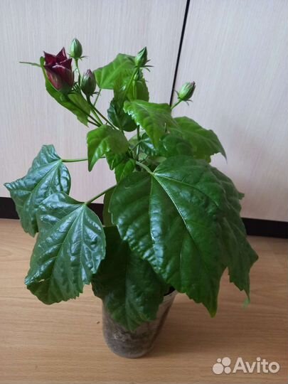 Гибискус китайская роза