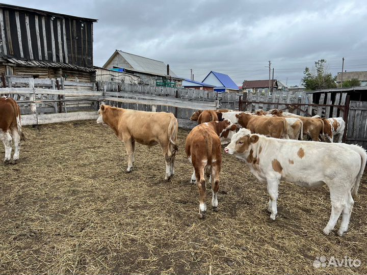 Бык бычок быки бычки симментал сементал