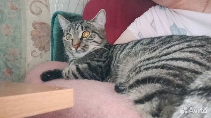 Потерялась кошка