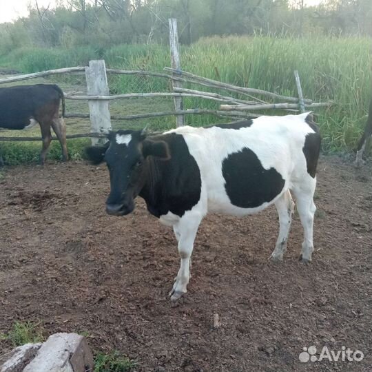 Бык и 2 телки