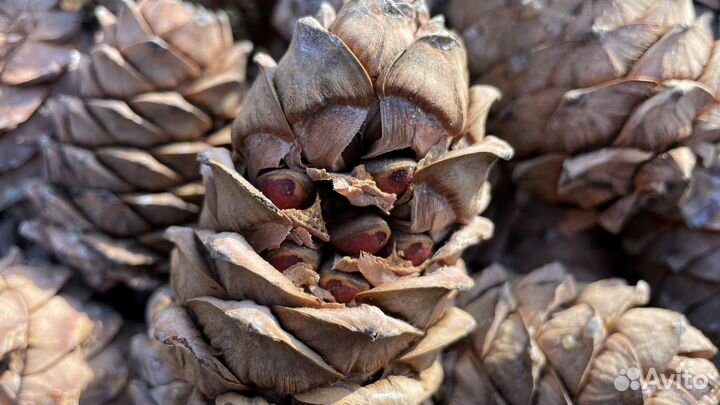 Семена кедра от Партии Возрождения России