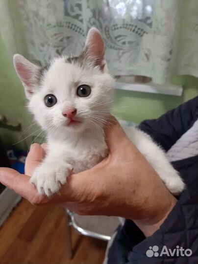 Кошка в дар бесплатно