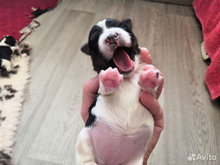 Бивера щенки